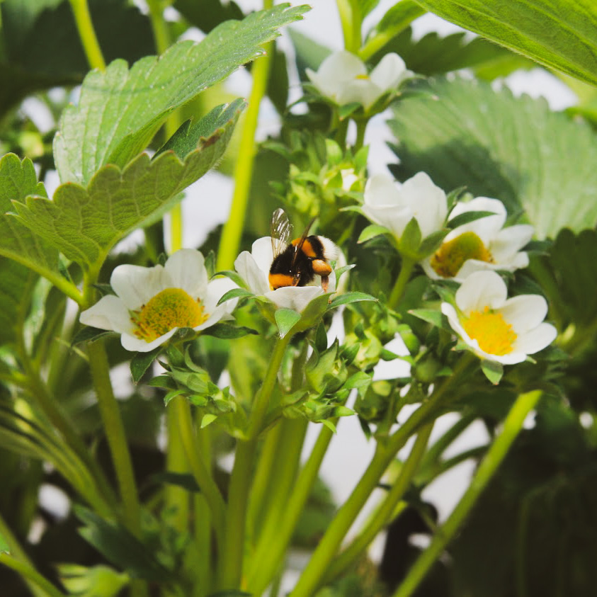 World Bee Day 🐝 Farndon Fields Farm Shop